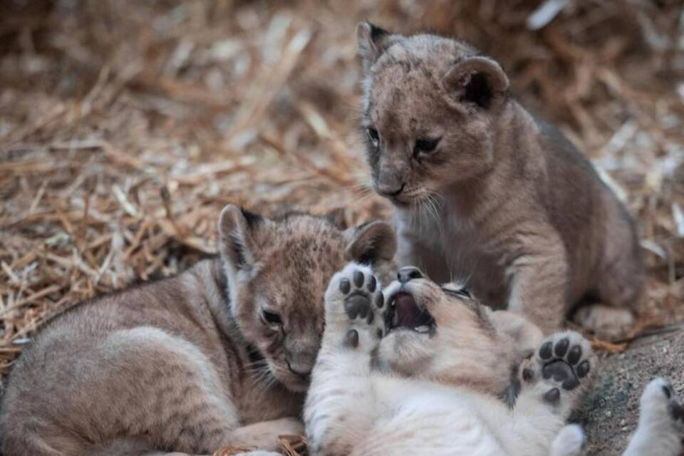 Löwenbabys Löwenbabys