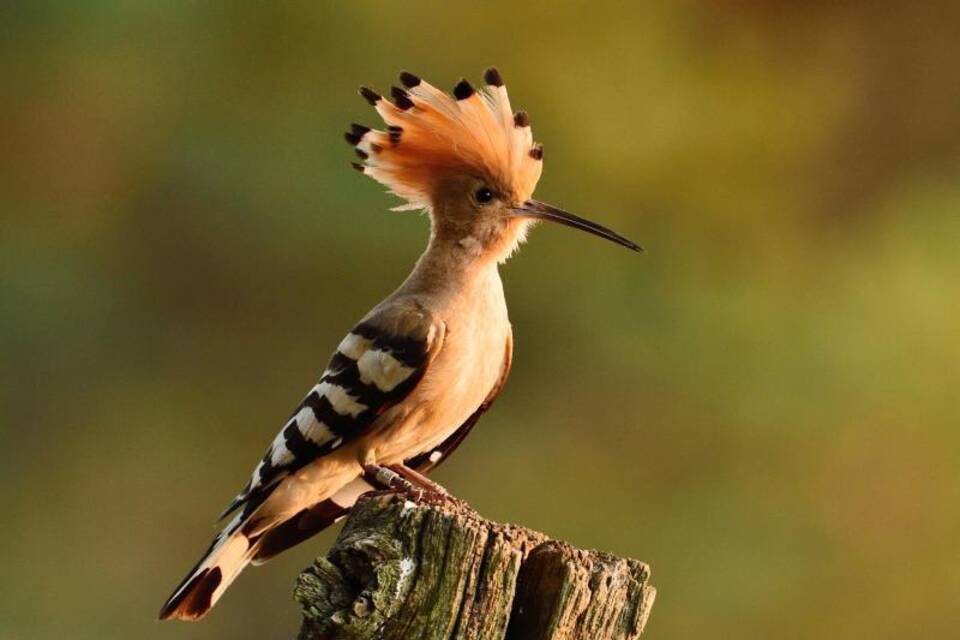 Wiedehopf ist «Vogel des Jahres» 2022 Wiedehopf ist «Vogel des Jahres» 2022