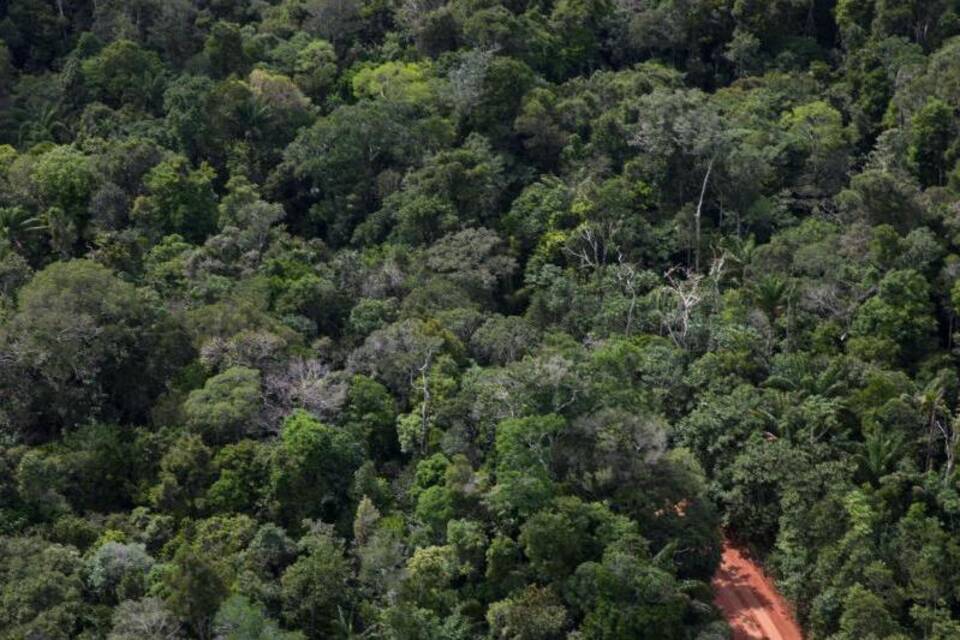Amazonasgebiet Amazonasgebiet
