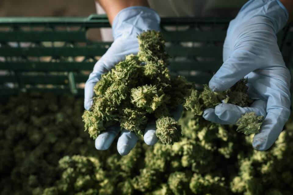 Cannabis Cannabis