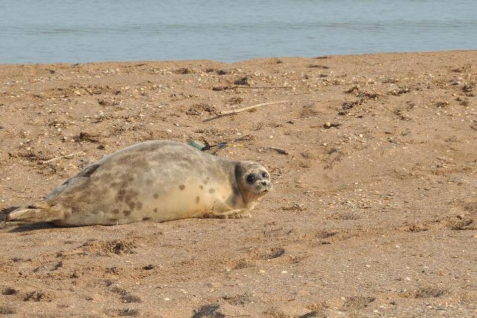Kaspische Robbe Kaspische Robbe