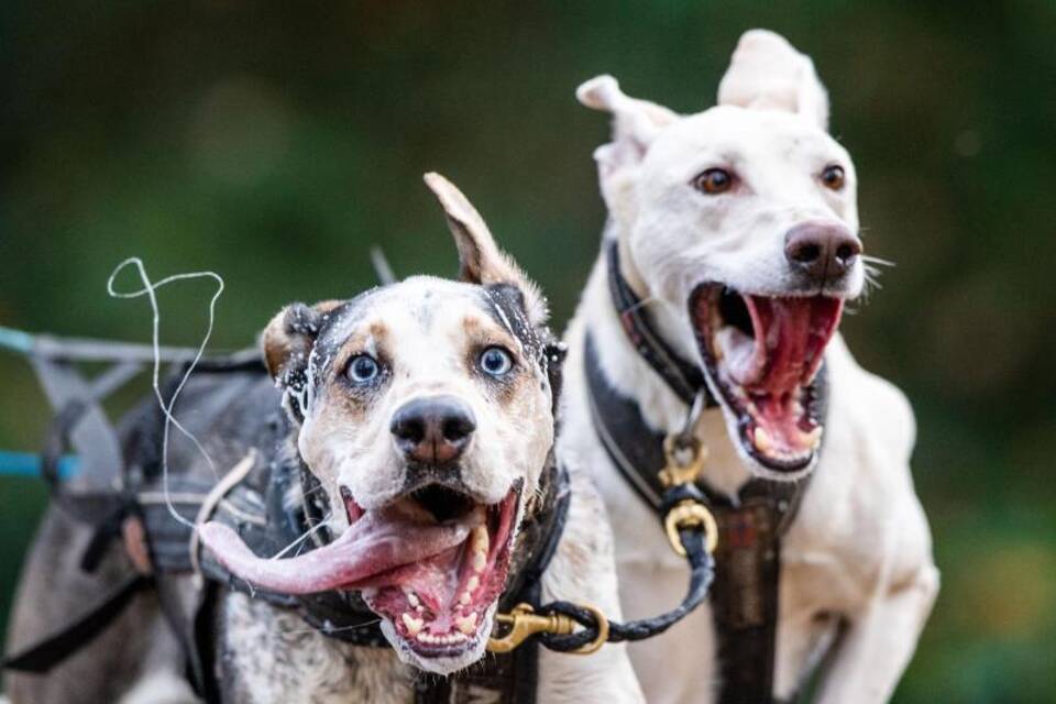 Hunde Hunde