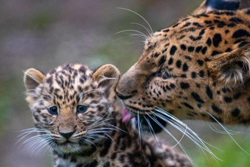 Amur-Leopard Amur-Leopard