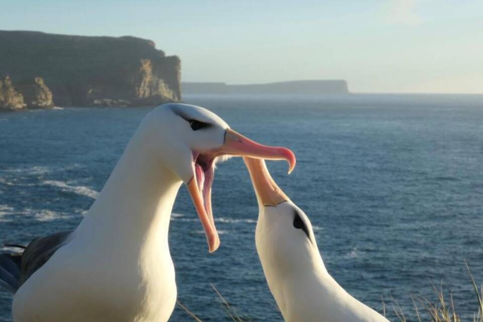 Albatrosse