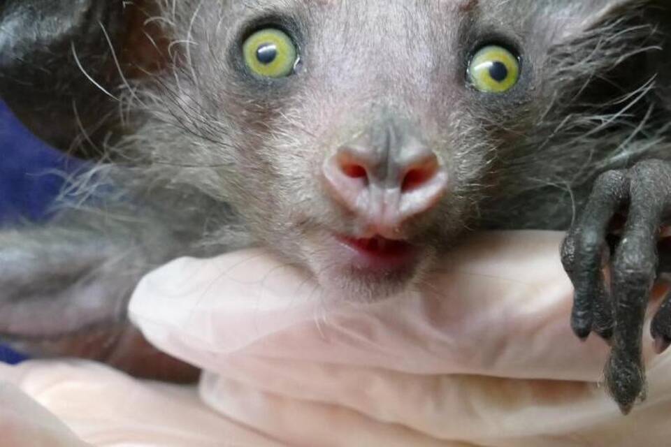 Fingertier im Frankfurter Zoo geboren