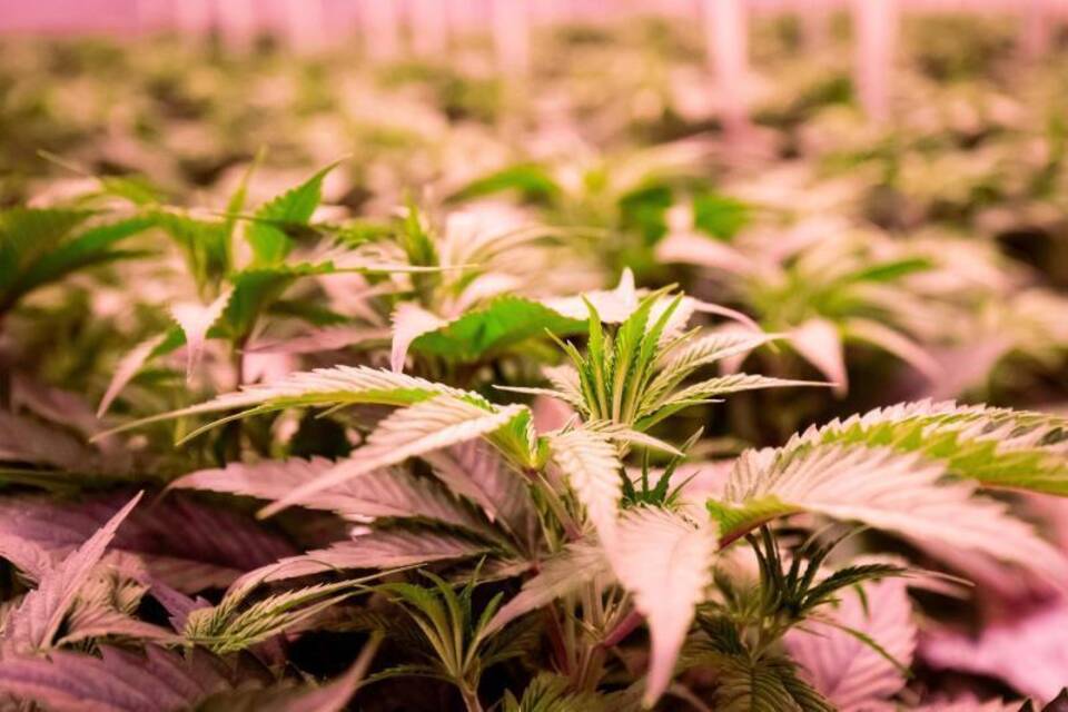 Cannabis Cannabis