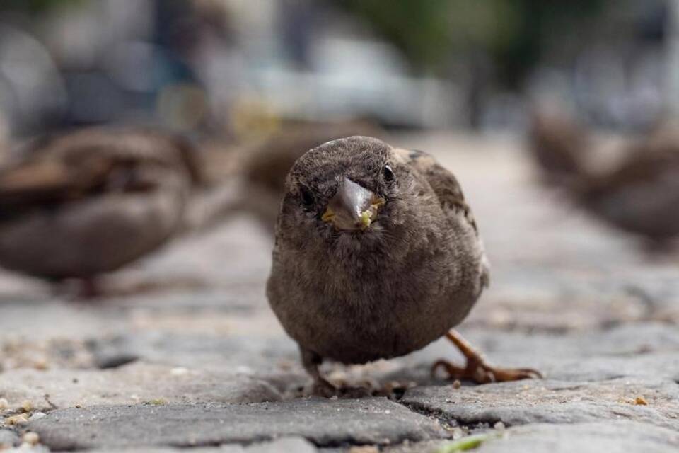 Spatz Spatz