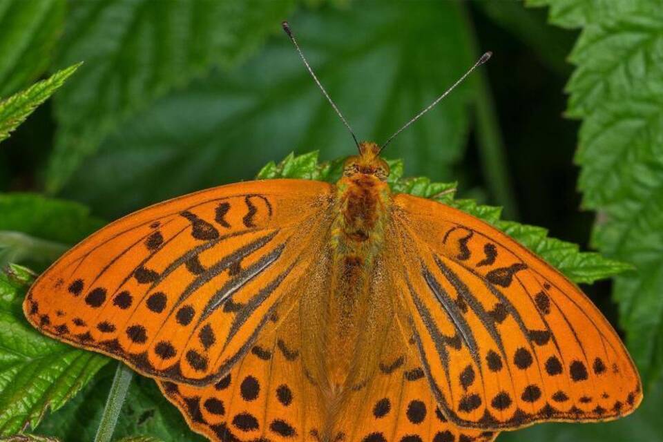 Kaisermantel ist der Schmetterling des Jahres Kaisermantel ist der Schmetterling des Jahres