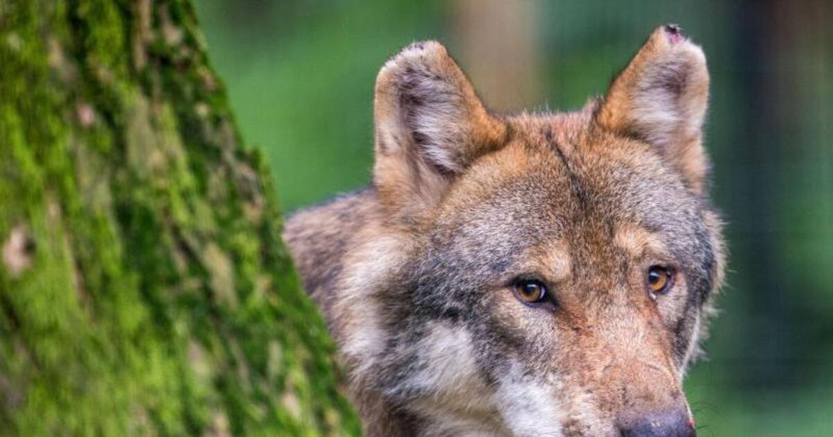 Wolfsmonitoring: Wölfe breiten sich in Deutschland aus - 157 Rudel - Rhein-Neckar-Zeitung
