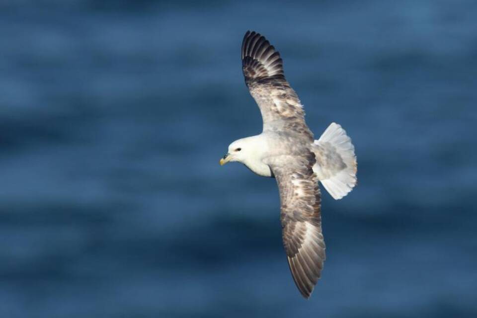Eissturmvogel Eissturmvogel