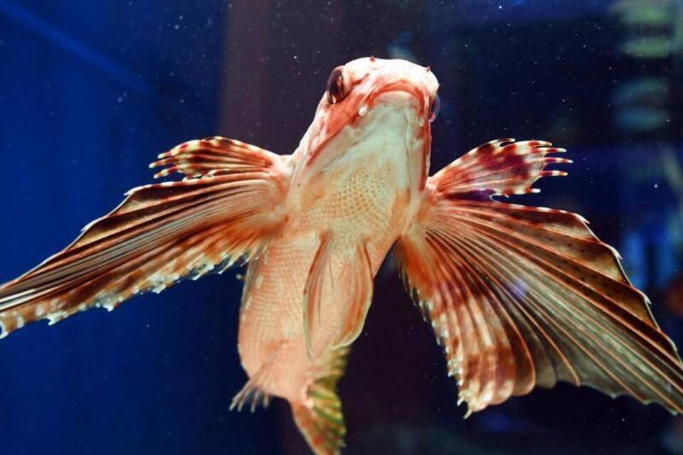 Flughahn Flughahn