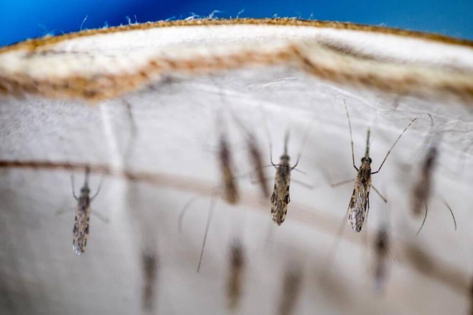 Kampf gegen Malaria Kampf gegen Malaria