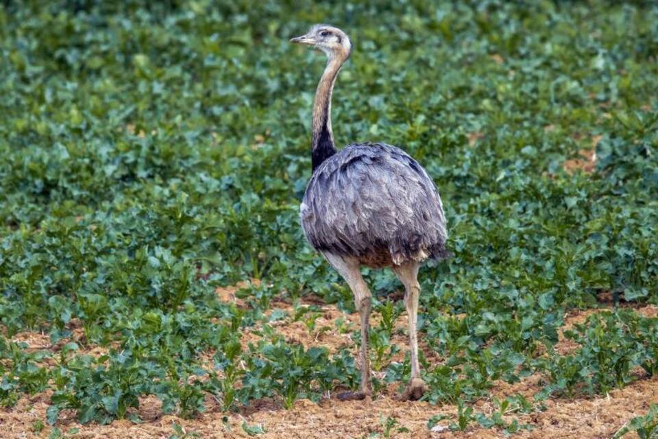 Nandu Nandu