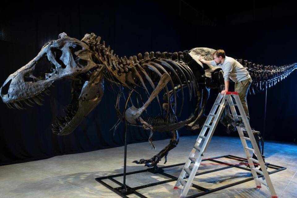 T.rex T.rex