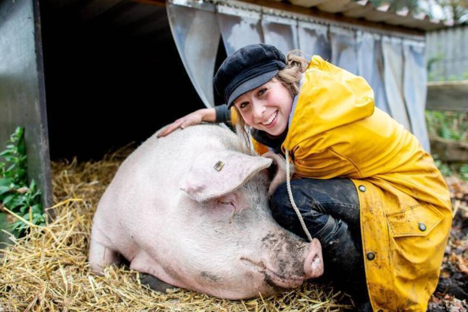 Schwein Rosalie lebt sauglücklich in Ostfriesland