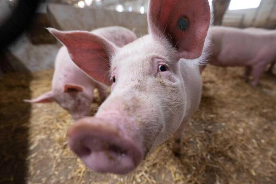 Schweinestall Schweinestall