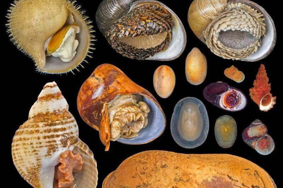 Tiefsee-Lebewesen Tiefsee-Lebewesen