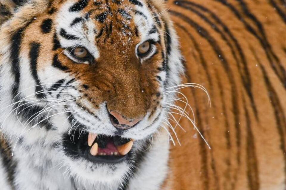 Amur-Tiger