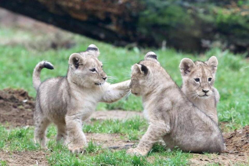 Löwenbabys im Zoo Gelsenkirchen