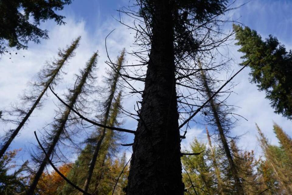 Wald Wald