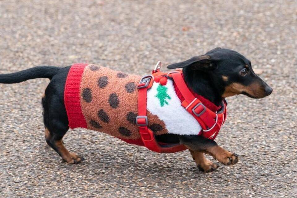 Dackel Dackel