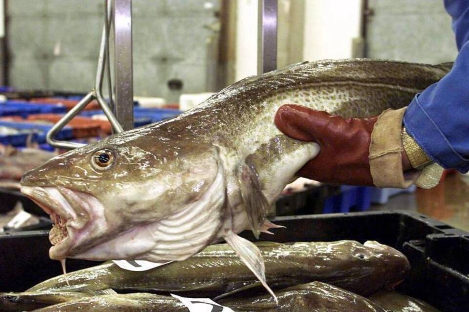 Fischfang Fischfang