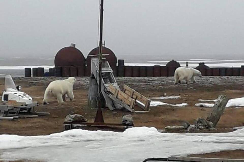 Eisbären am Nordpolarmeer