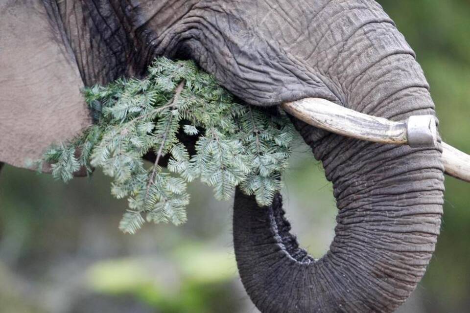 Elefantenfütterung mit Tannenbäumen
