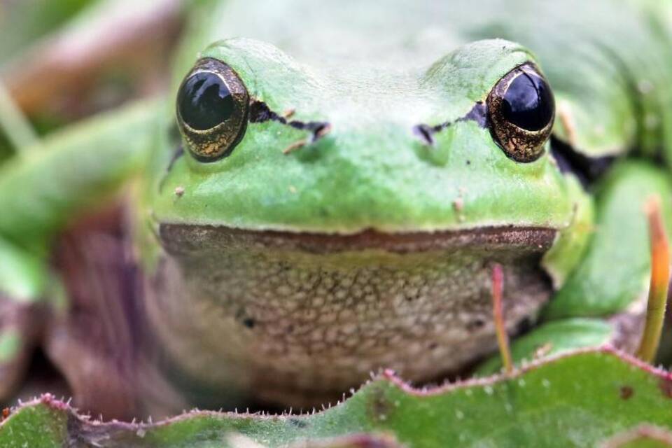 Laubfrosch Laubfrosch