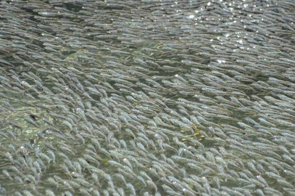 Fische
