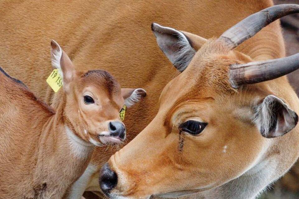 Banteng-Rinder Banteng-Rinder