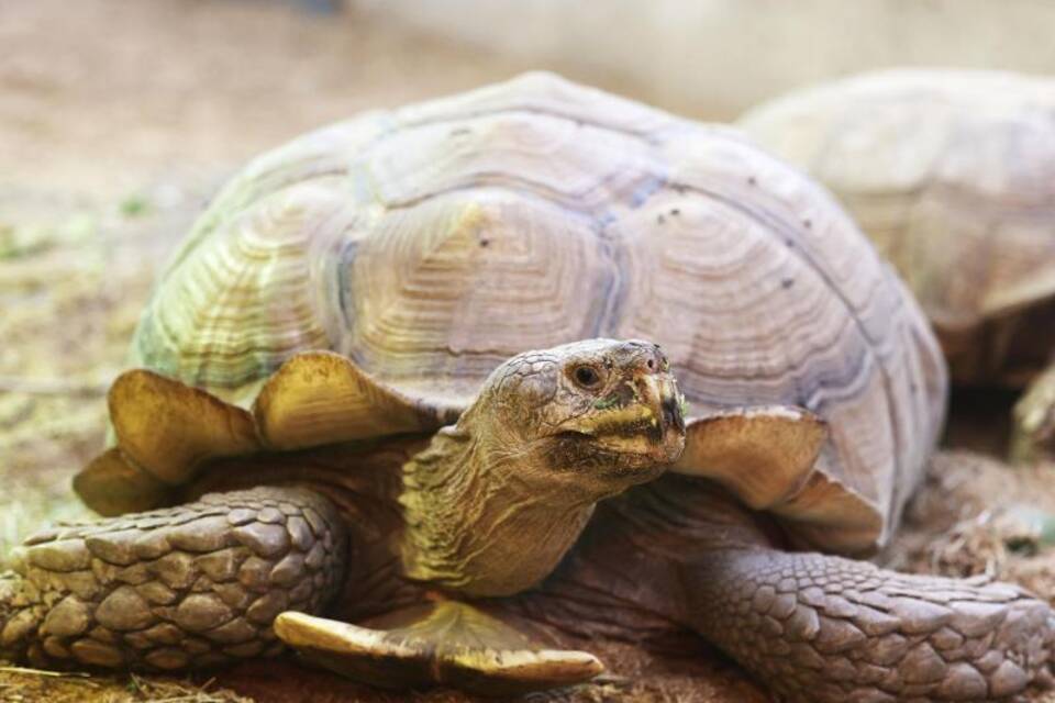 Schildkröte «Helmuth» Schildkröte «Helmuth»