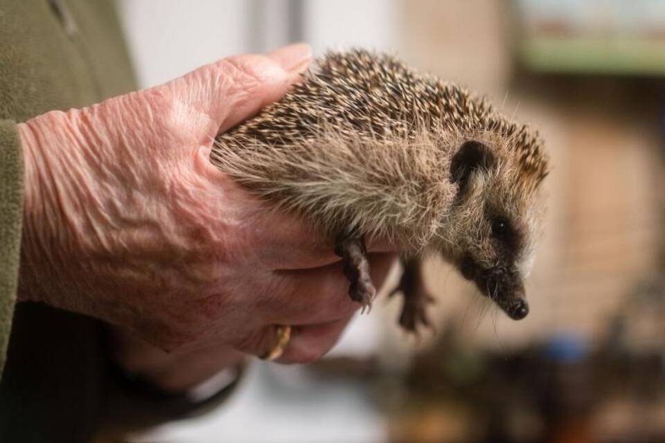 Igel Igel
