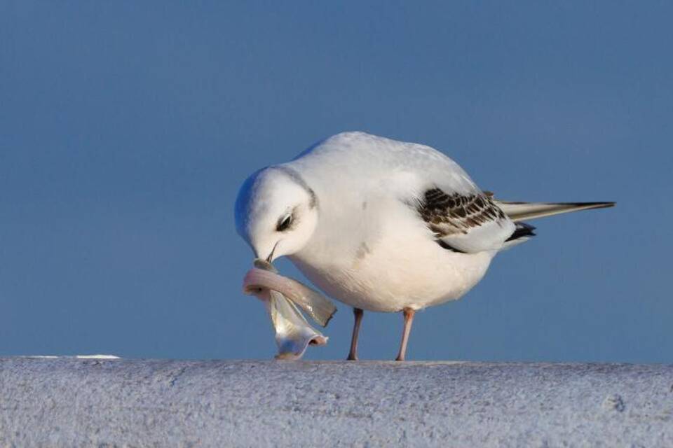 Möwe