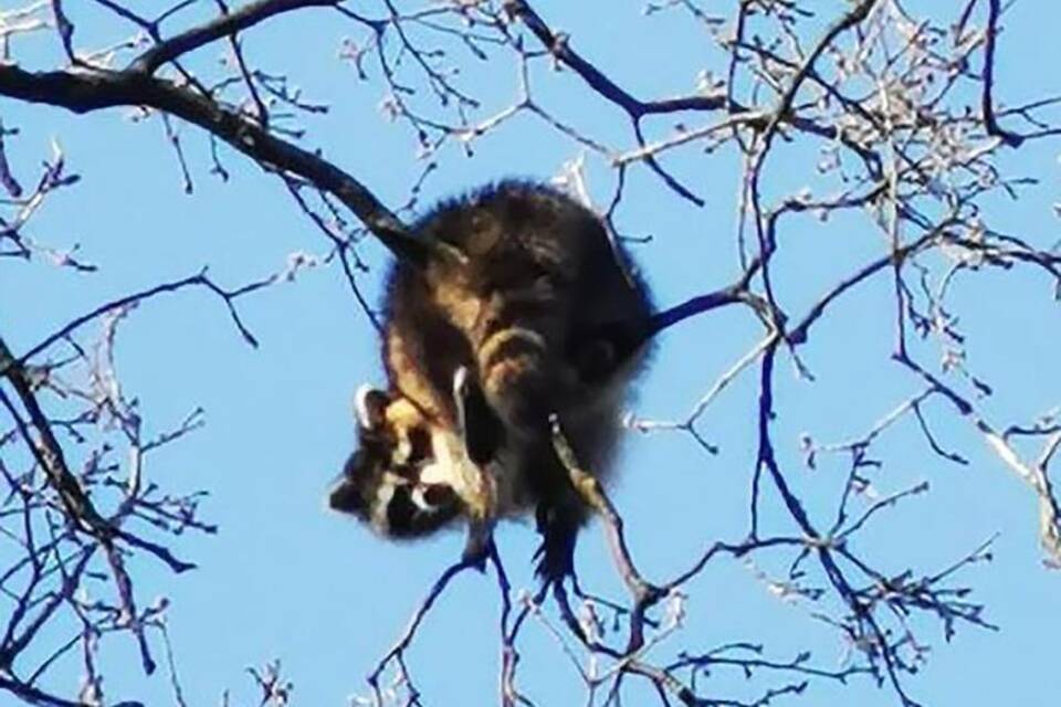 Waschbär Waschbär