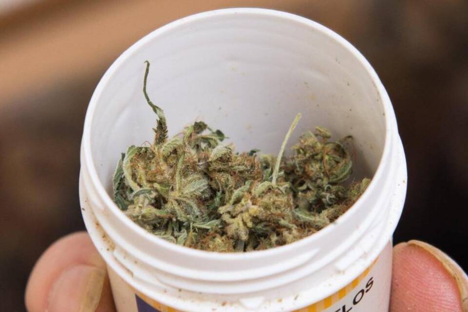 Cannabis Cannabis