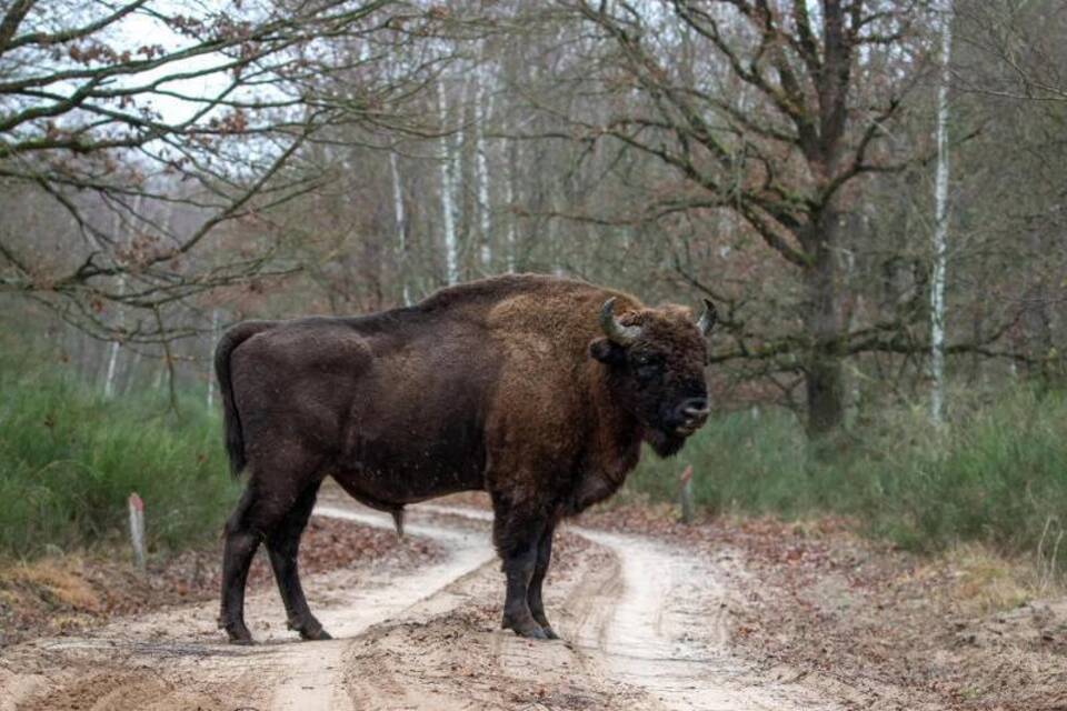 Wisent