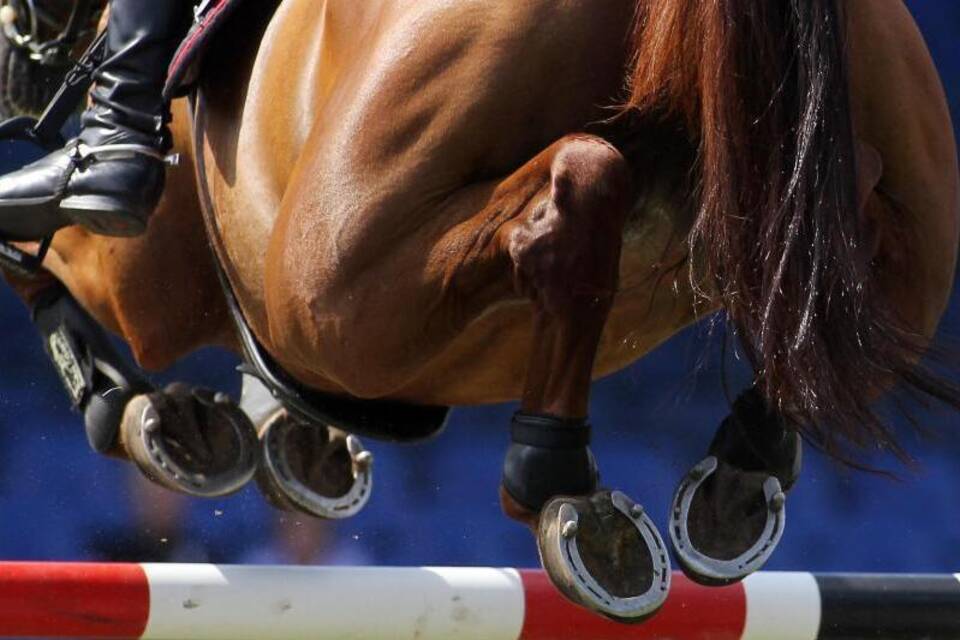 Springreiten Springreiten