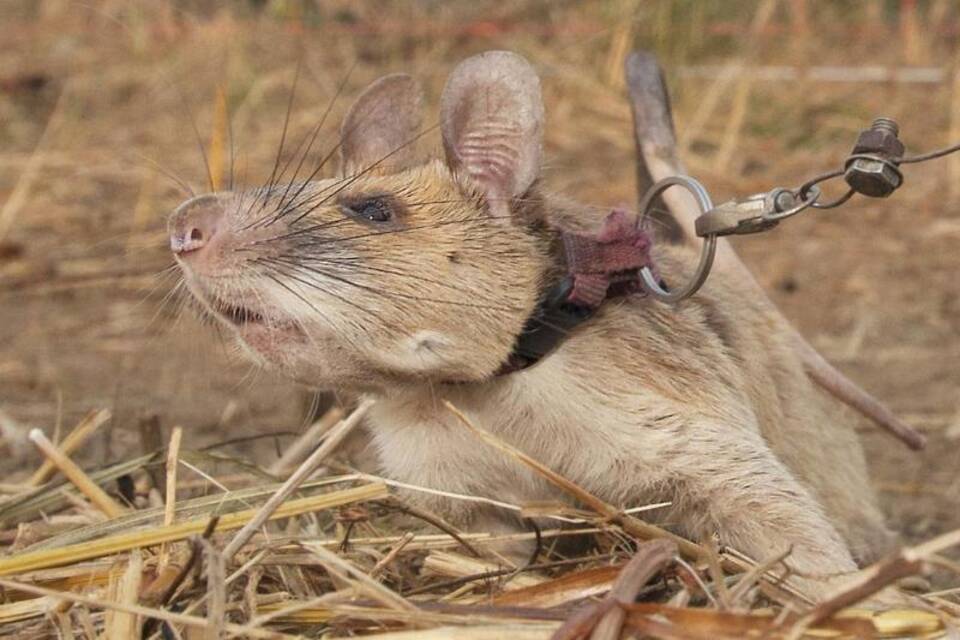 Minensuch-Ratte Magawa