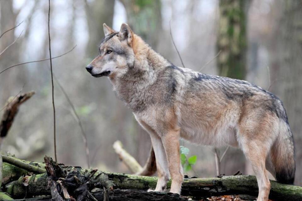 Wolf Wolf