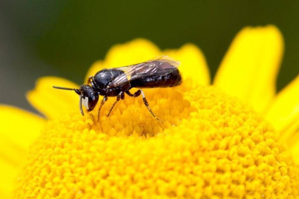Maskenbiene Maskenbiene