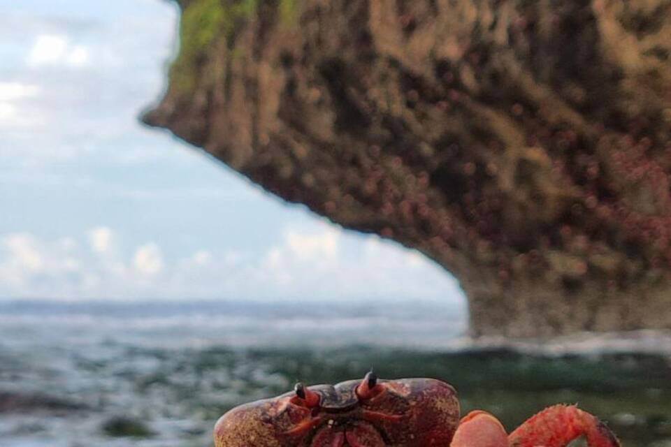 Rote Landkrabbe