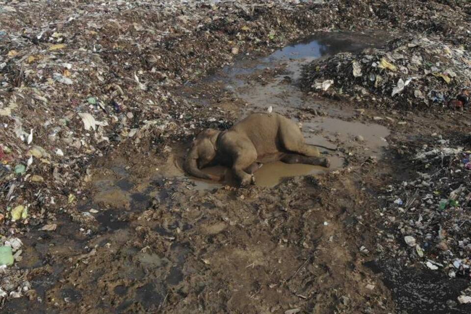 Elefant auf Mülldeponie in Sri Lanka