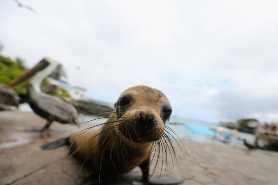 Galapagos-Inseln