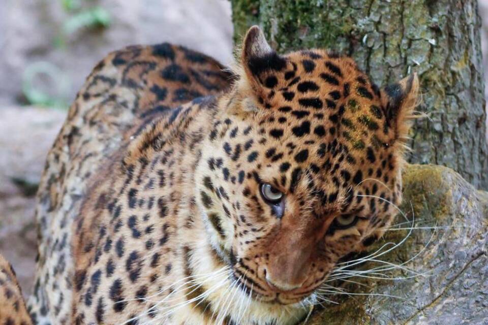 Leopard