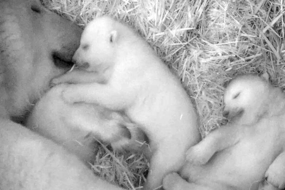 Eisbär-Babys Eisbär-Babys