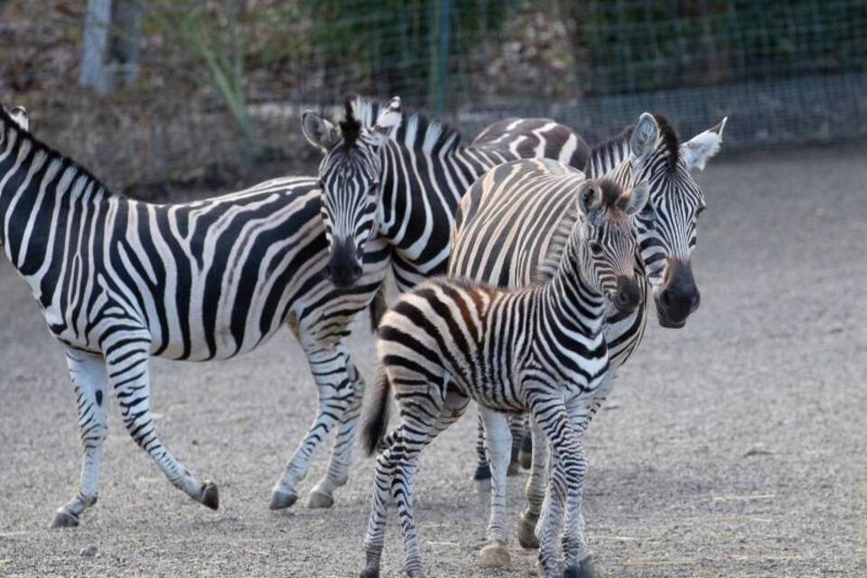 Inventur im Zoo Inventur im Zoo