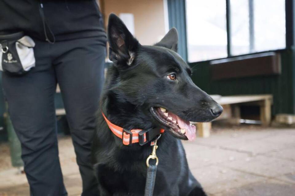 Spürhund Spürhund