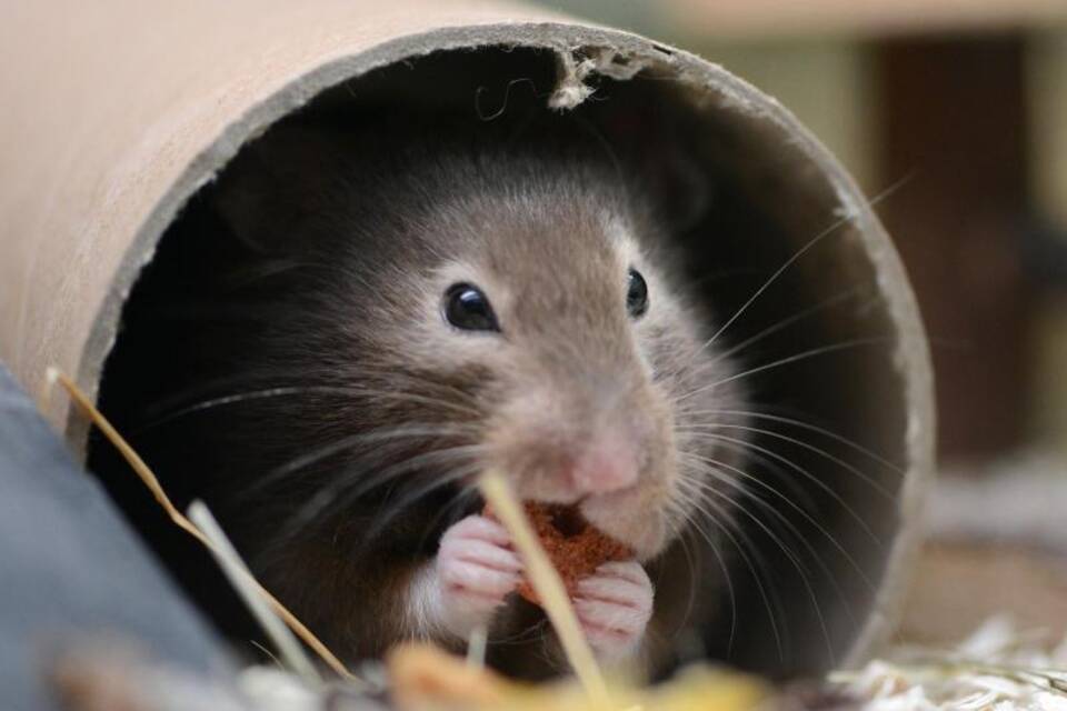 Hamster Hamster
