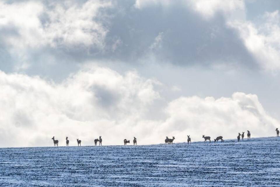 Rehe